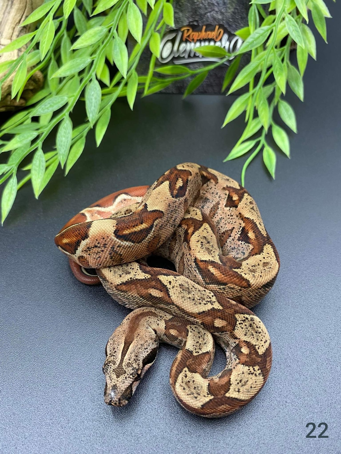 Img Purple Hypo 66% Het Sharp Boa Constrictor by Raphael Clemmer