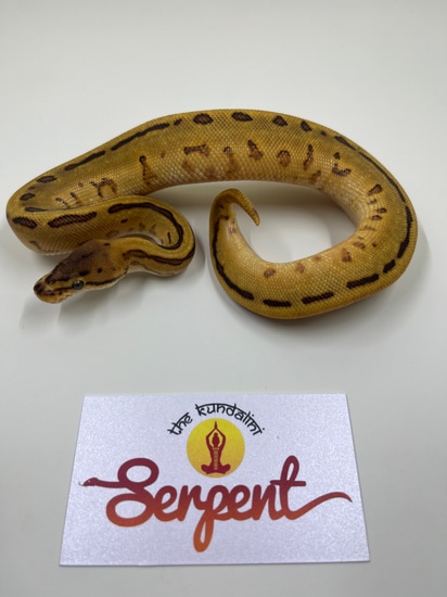 Orange Dream Fire Leopard Pinstripe 66% Het Clown Ball Python by The ...