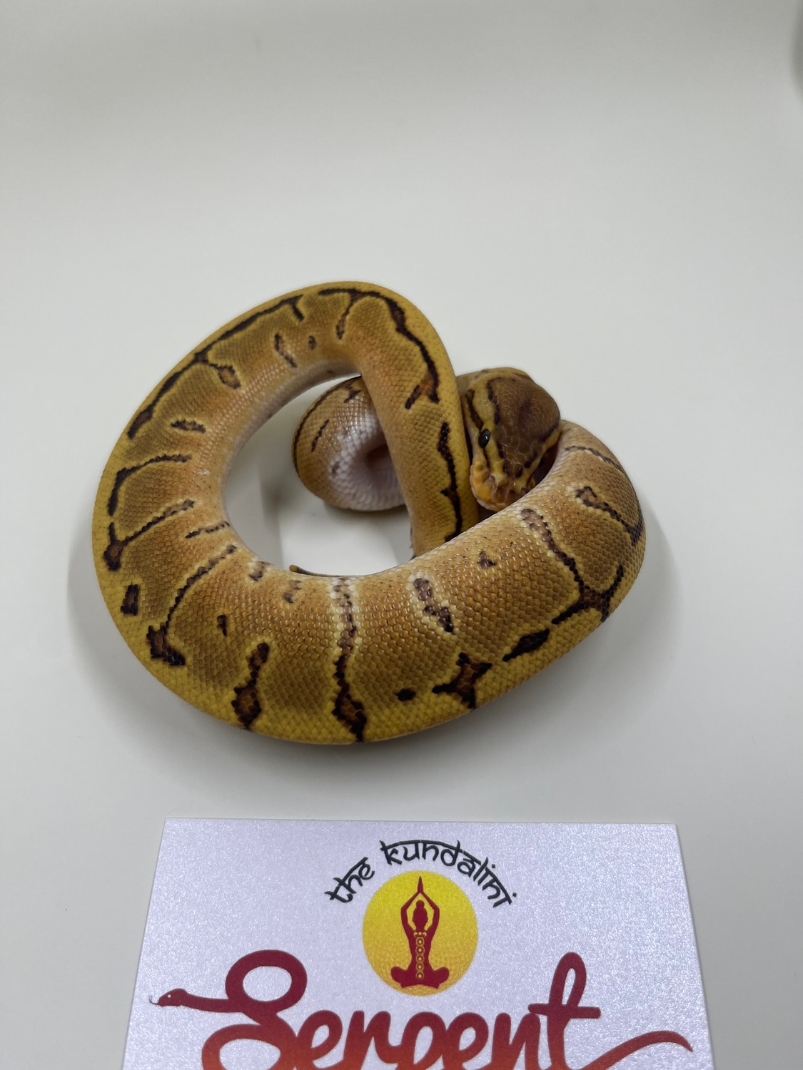 Orange Dream Pinstripe 66% Het Clown Ball Python by The Kundalini ...