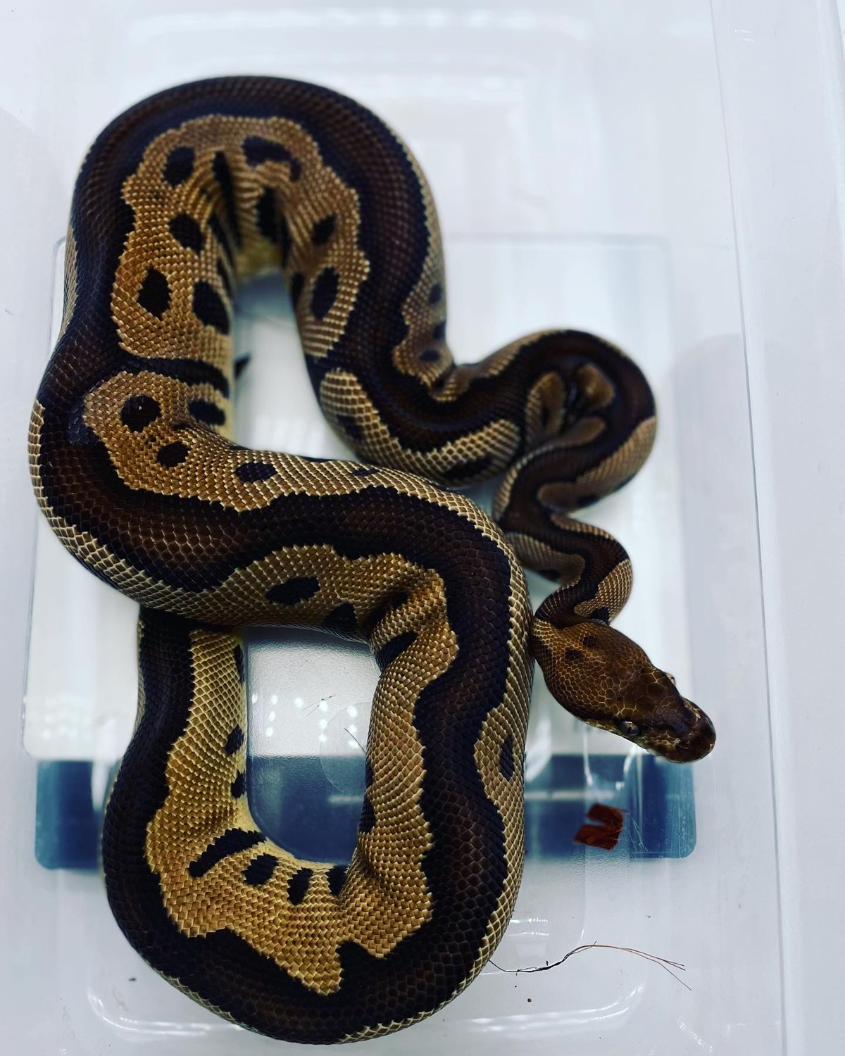 Leopard Clown Ball Python by boZ Reptiles - MorphMarket