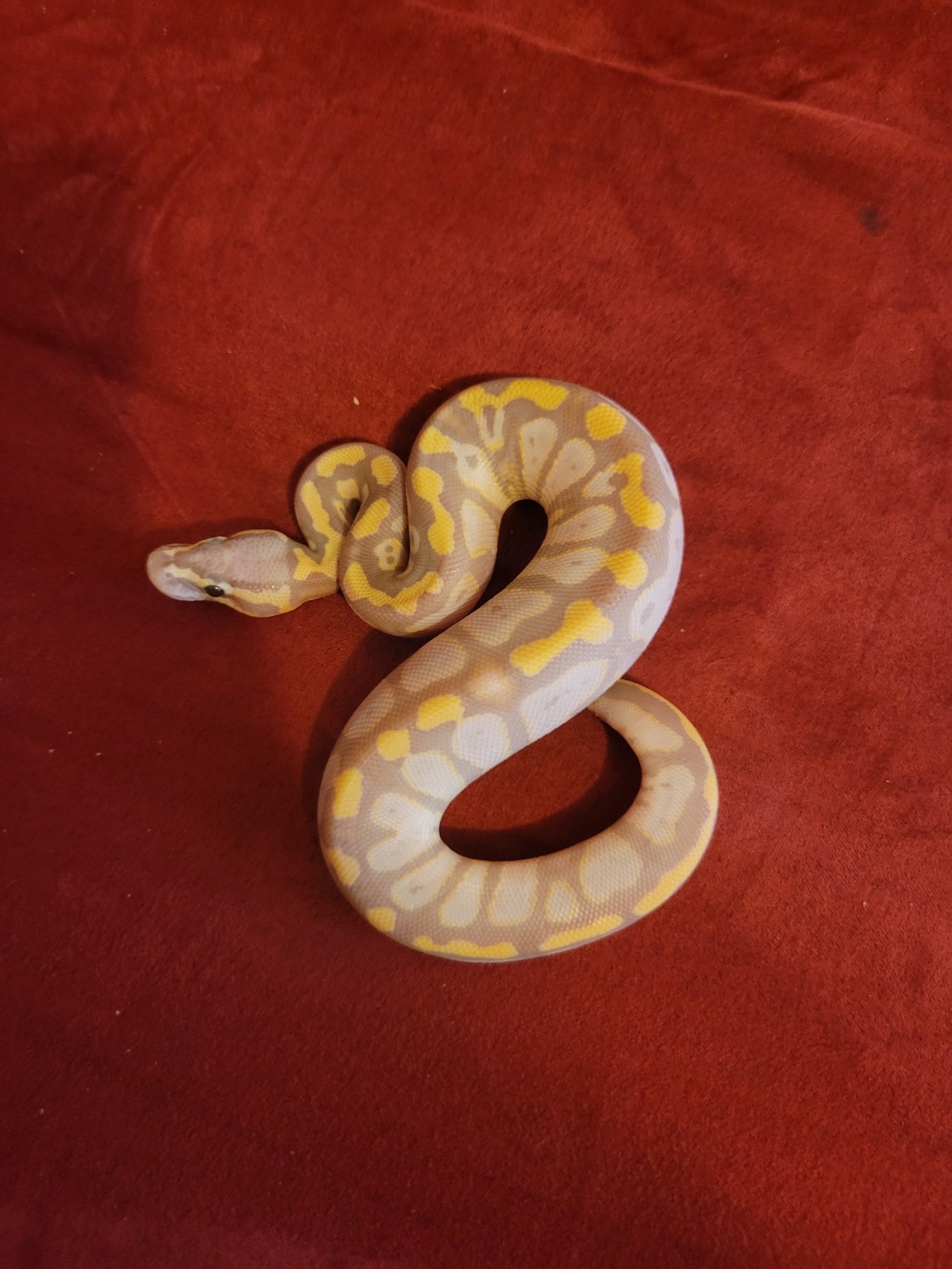 Banana Pastel Vanilla Ball Python by Ballz to the wall MorphMarket