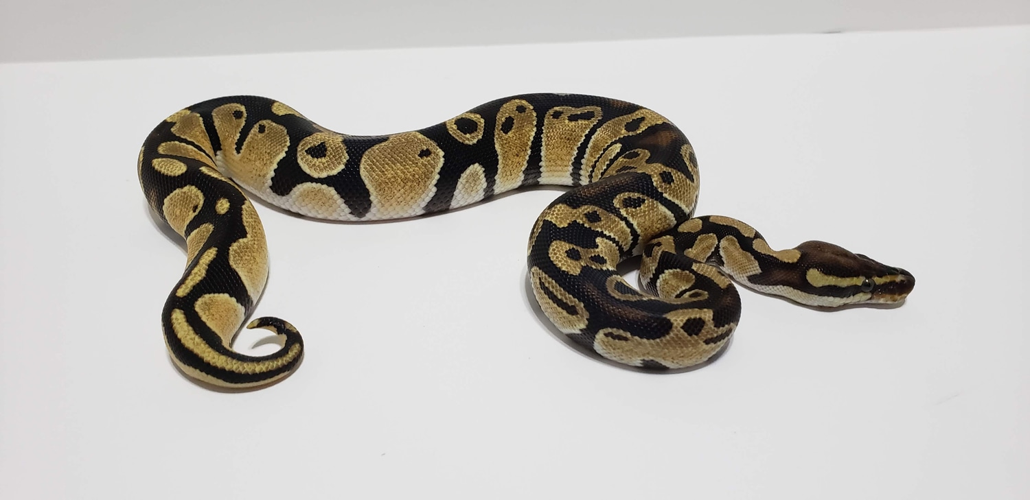 Orange Dream Male Hatchling Ball Python by Dfw Ball Pythons - MorphMarket