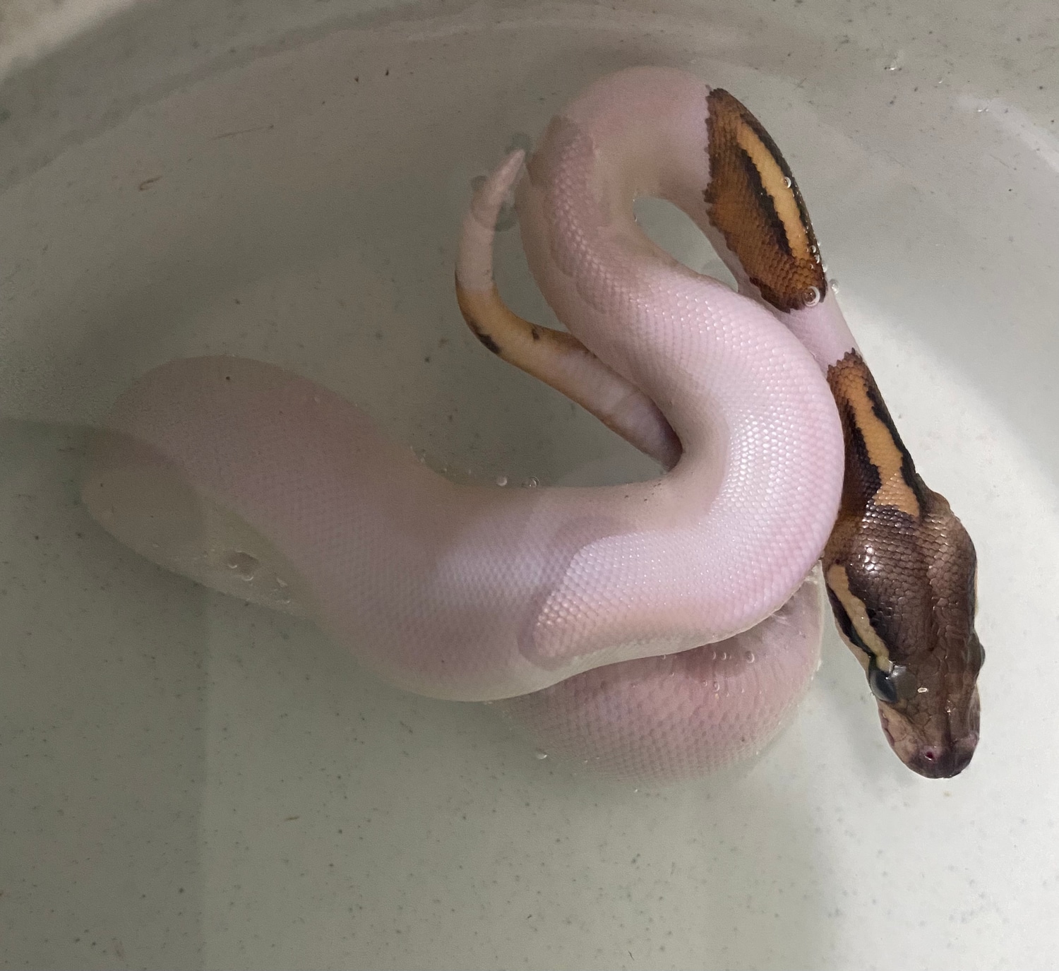 Piebald (Sibling To This Years Panda Pied (Super Black Pastel Pied