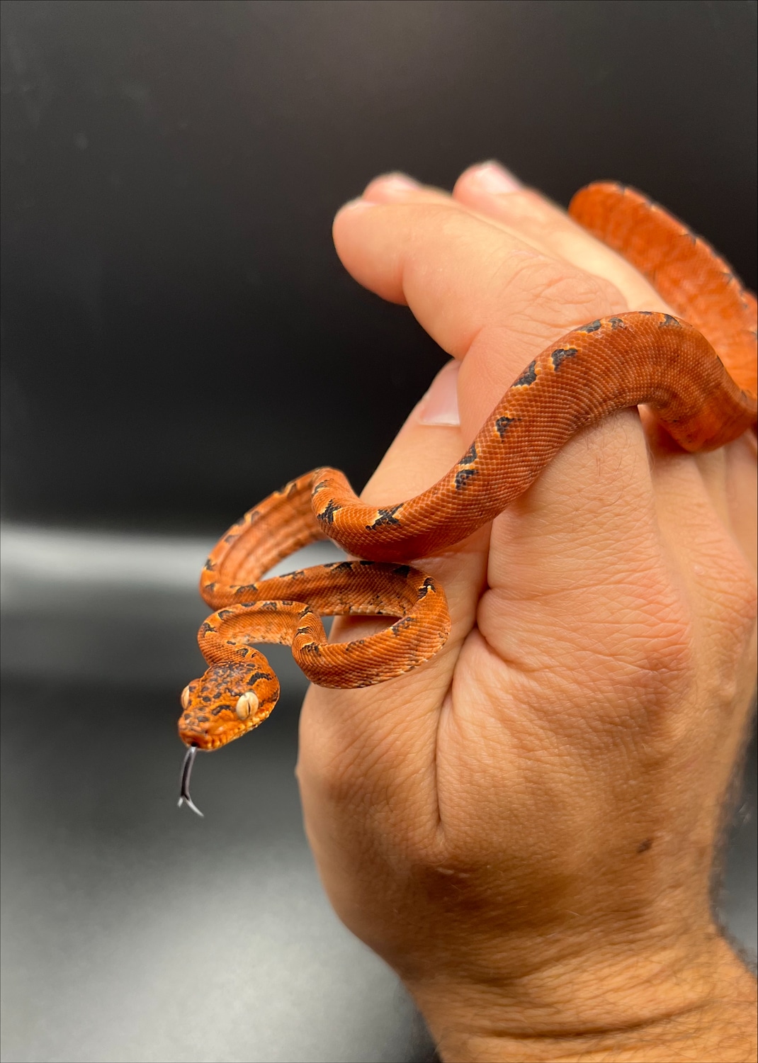 Reddish Garden Phase Amazon Tree Boa by B.A. Arboreals MorphMarket
