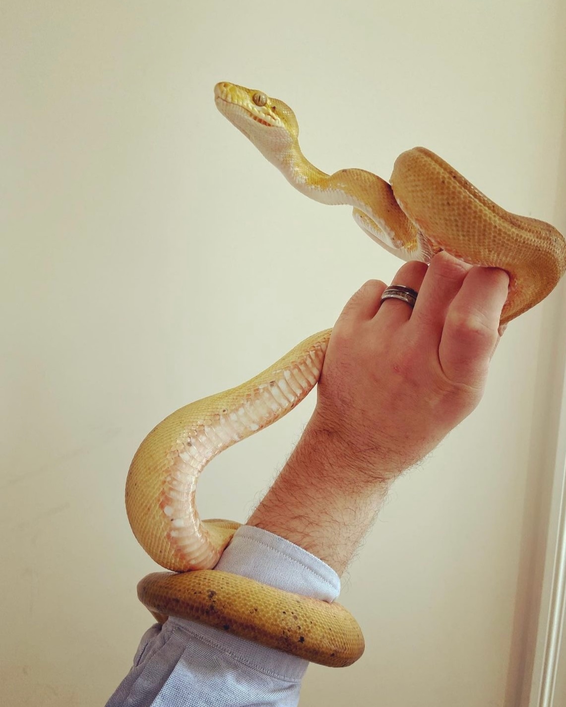 Breeder Female Amazon Tree Boa by B.A. Arboreals MorphMarket