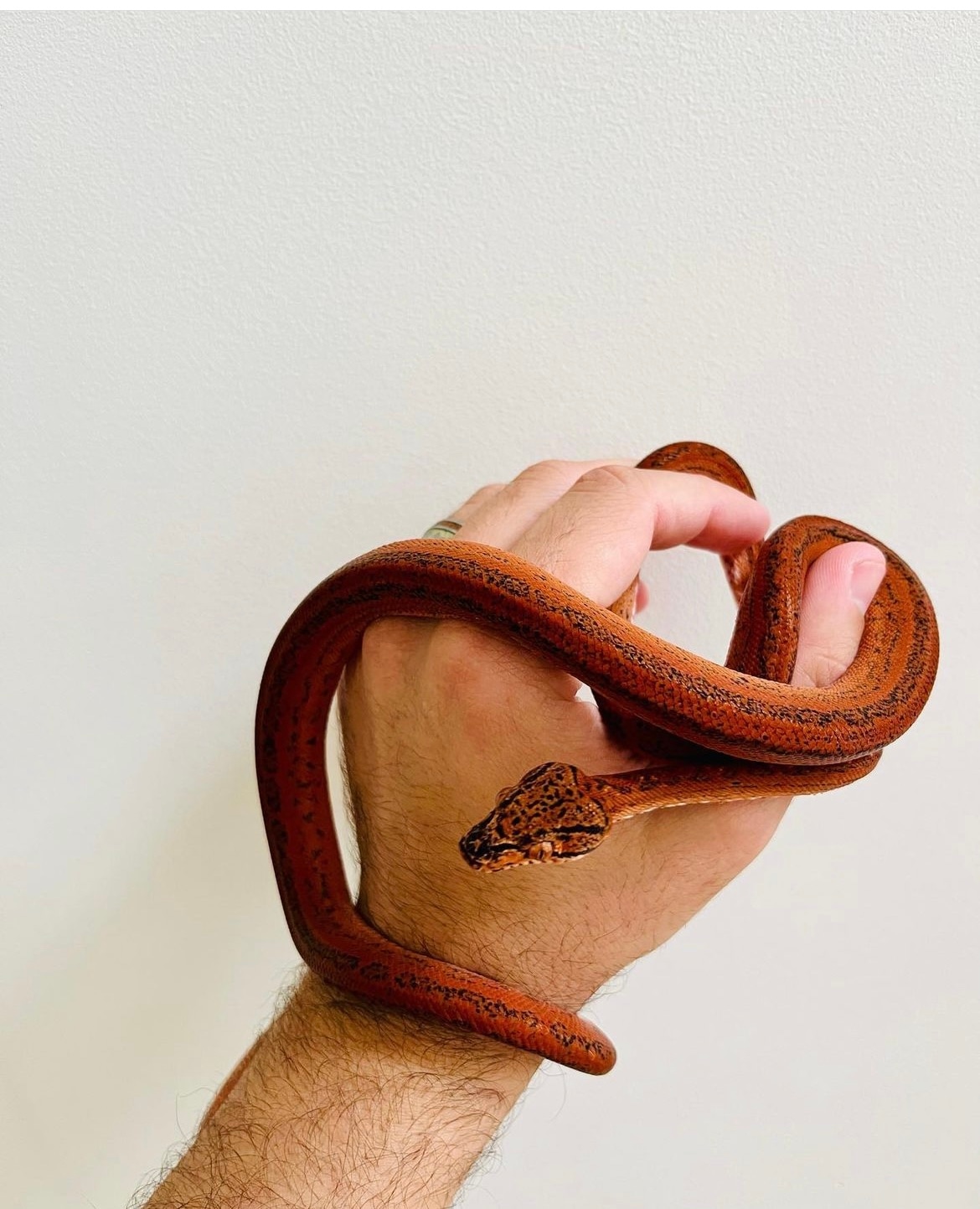 Breeder Female Amazon Tree Boa by B.A. Arboreals MorphMarket