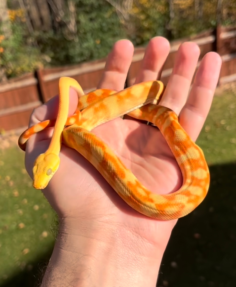 Breeder Male Amazon Tree Boa by B.A. Arboreals MorphMarket