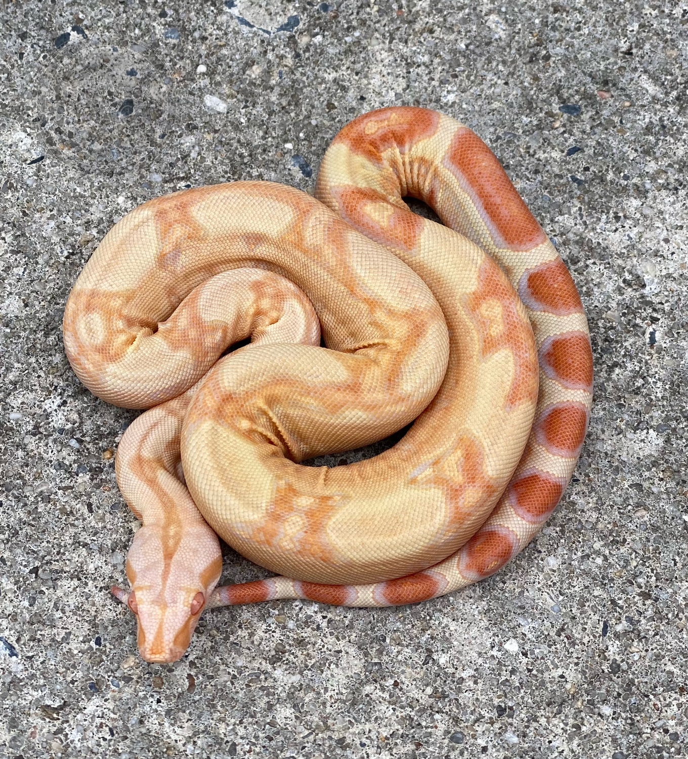 Red Pastel Sharp Jungle Het Blood Boa Constrictor by Breakneck Boa Co