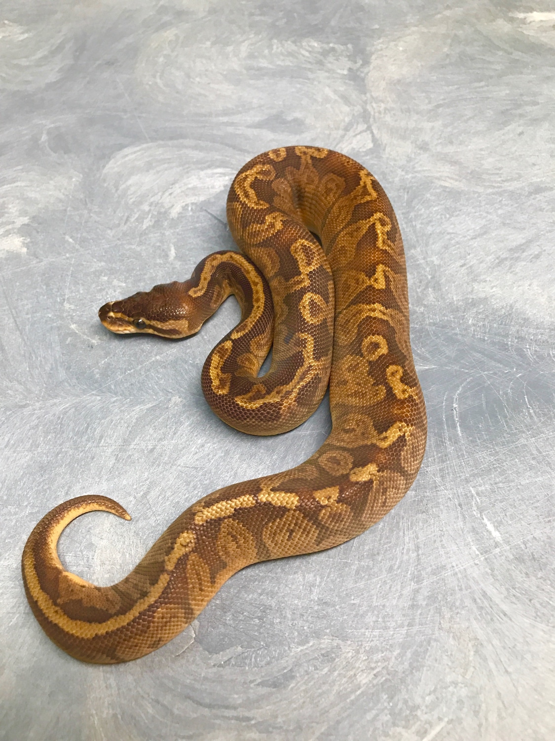 Sunset Ball Python by Brad Boa Reptiles - MorphMarket