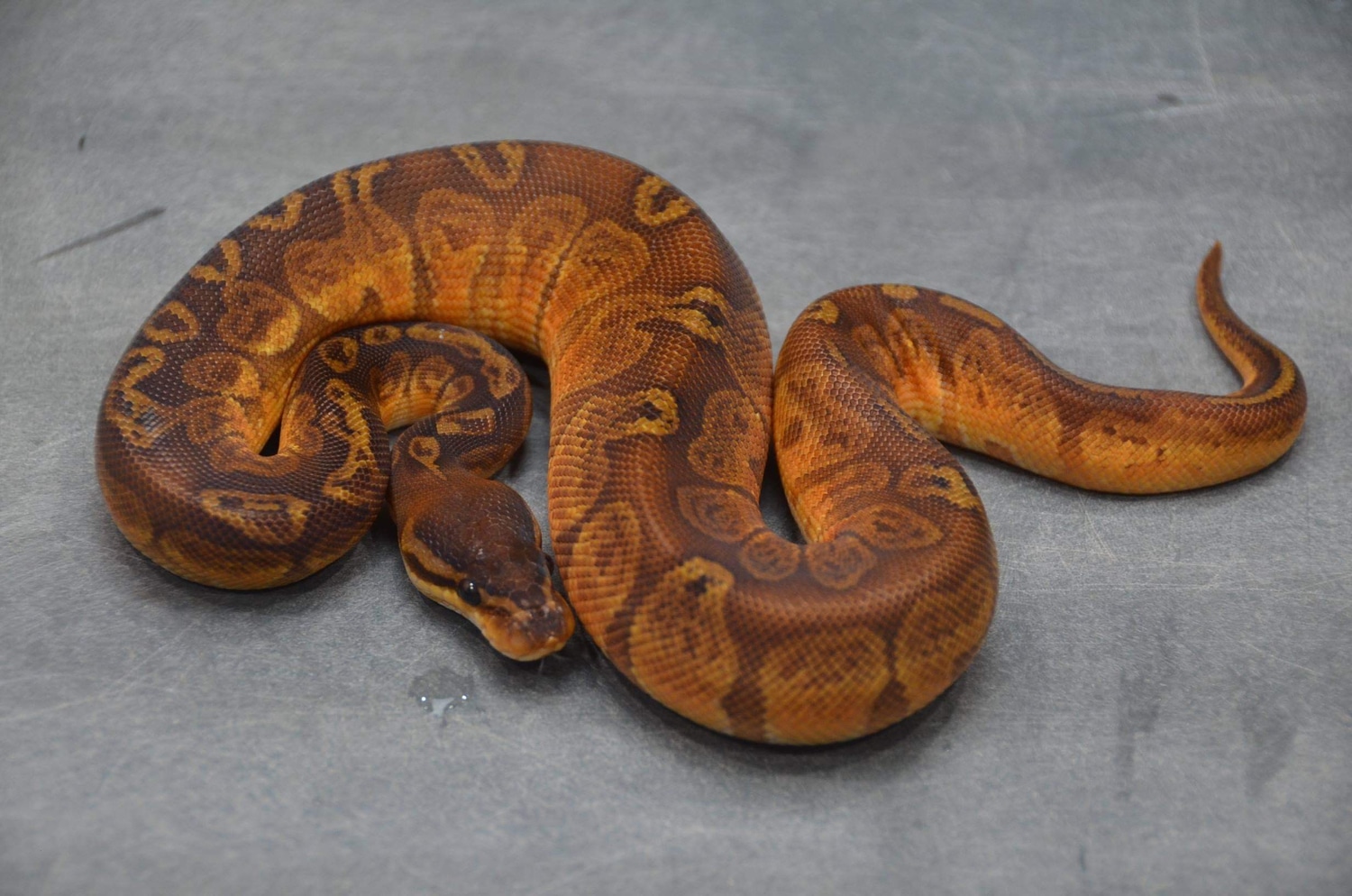 Sunset Ball Python by Brad Boa Reptiles - MorphMarket
