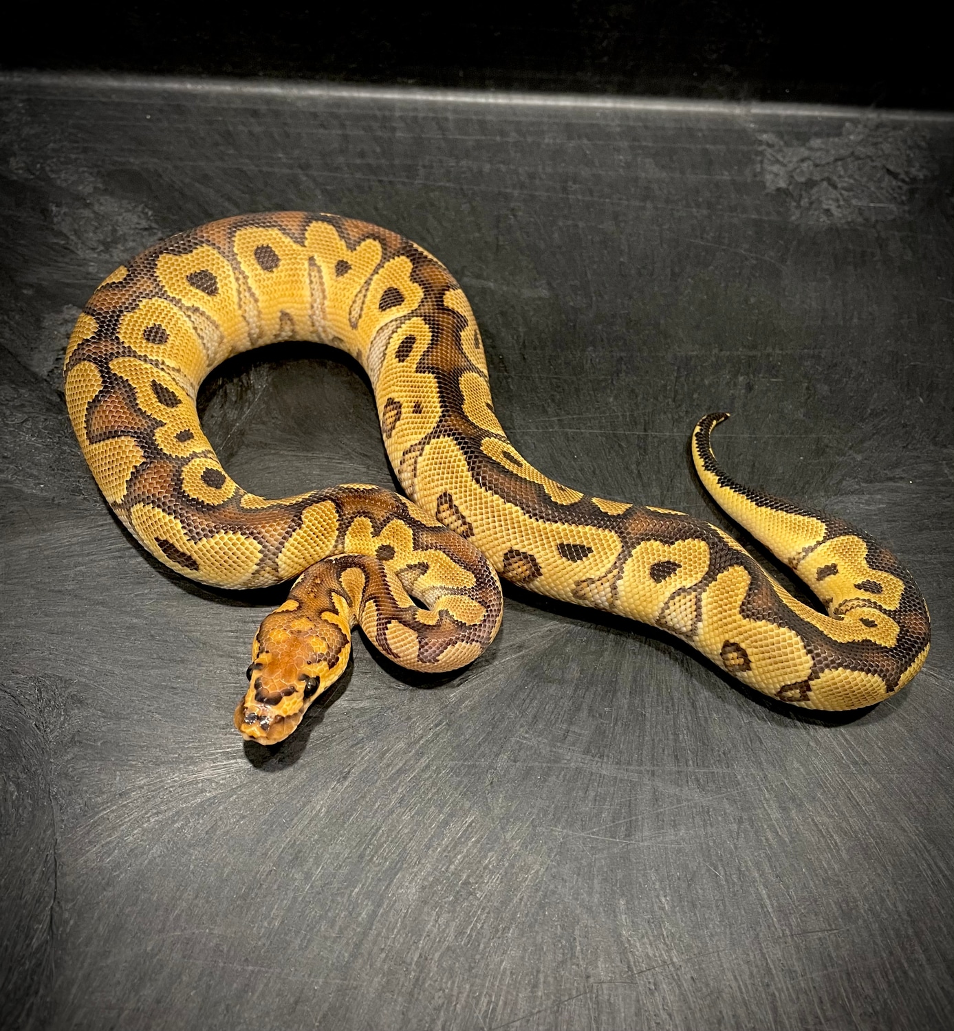 Chocolate Clown Ball Python by Brad Boa Reptiles - MorphMarket