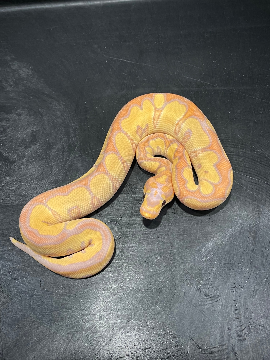 Wookie Banana Clown Ball Python by Brad Boa Reptiles MorphMarket