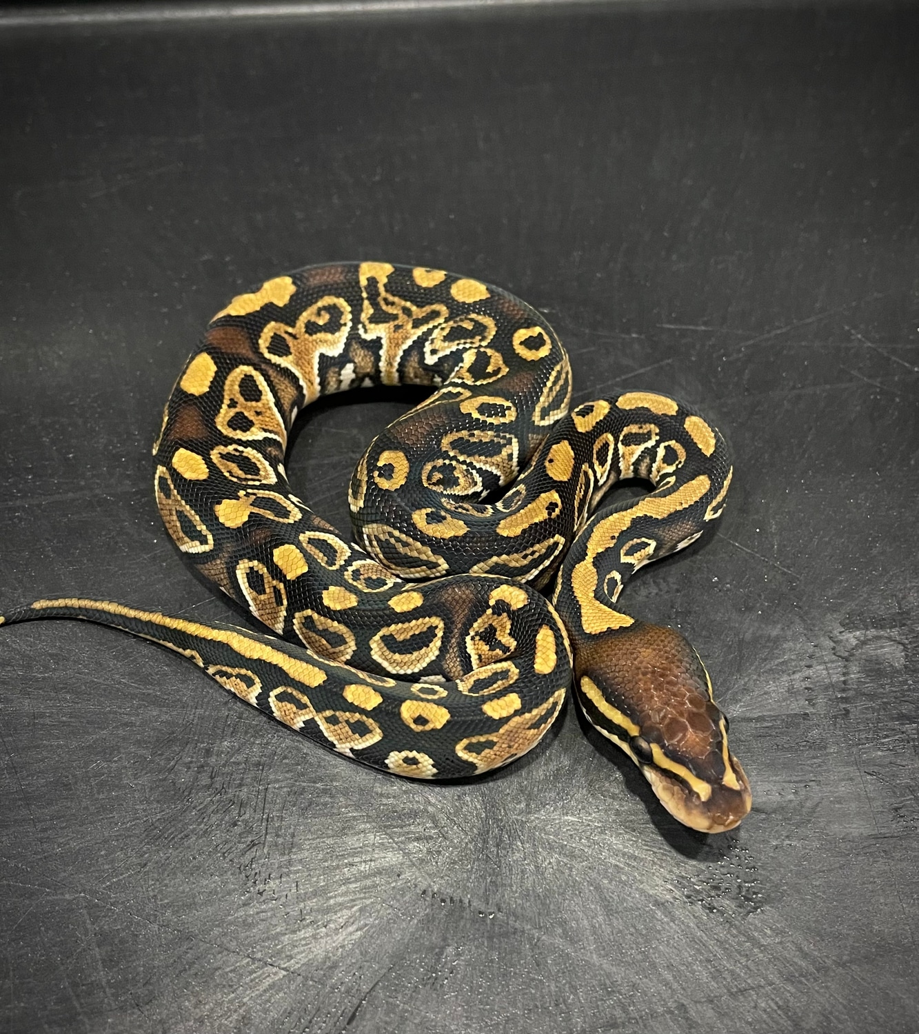 Hmt Ball Python Hurricane Het Clown Ball Python by Brad Boa Reptiles - MorphMarket
