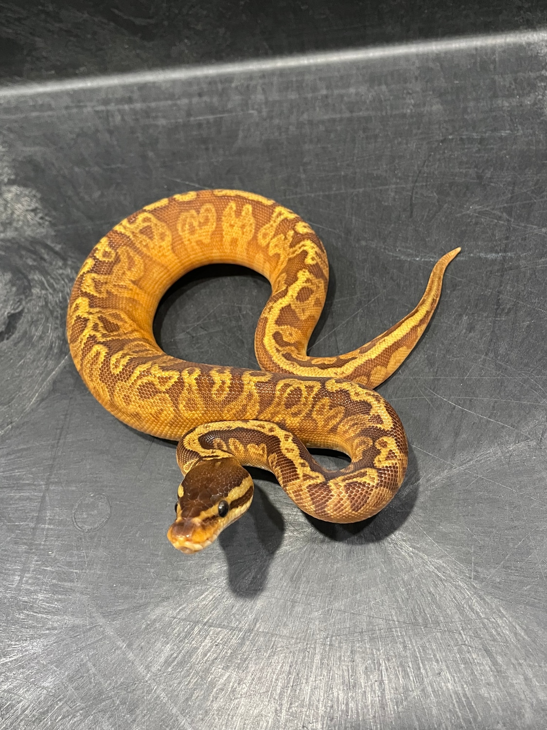 Sunset Yellow Belly Poss Vanilla Ball Python by Brad Boa Reptiles ...
