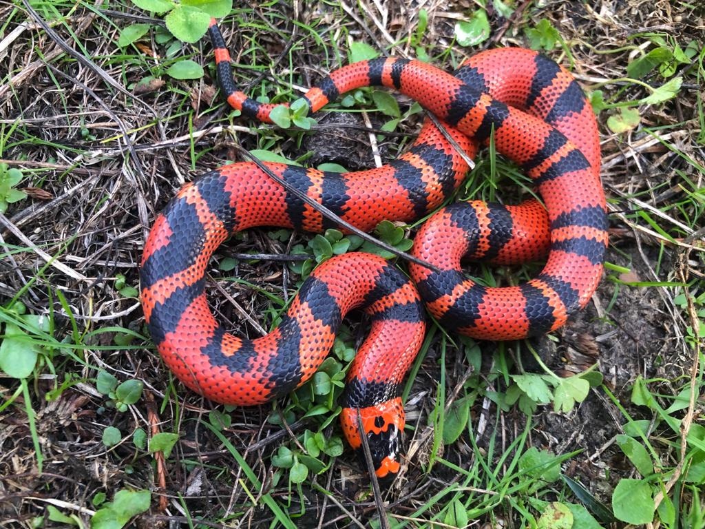 Tangerine Honduran Milk Snake by Brad's World Reptiles - MorphMarket
