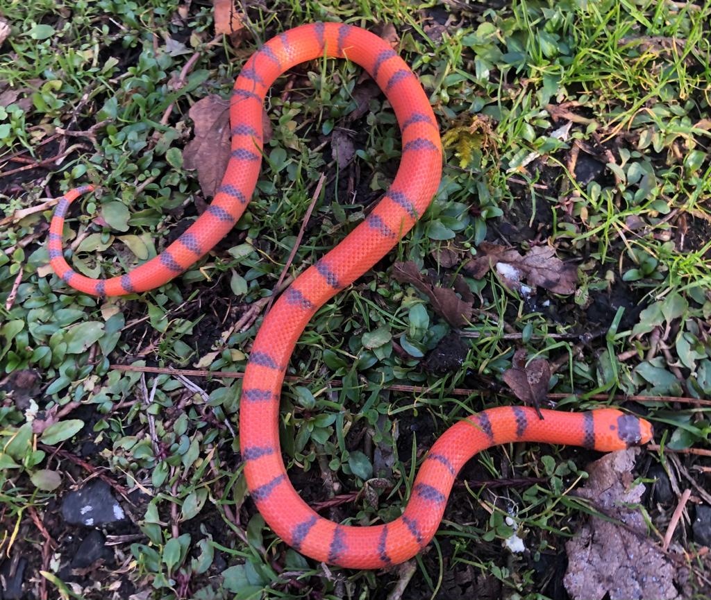 Hypo Tangerine Honduran Milk Snake by Brad's World Reptiles - MorphMarket