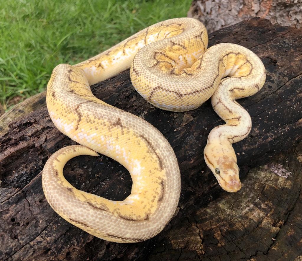 Spinner Blast Ball Python by Brad's World Reptiles - MorphMarket