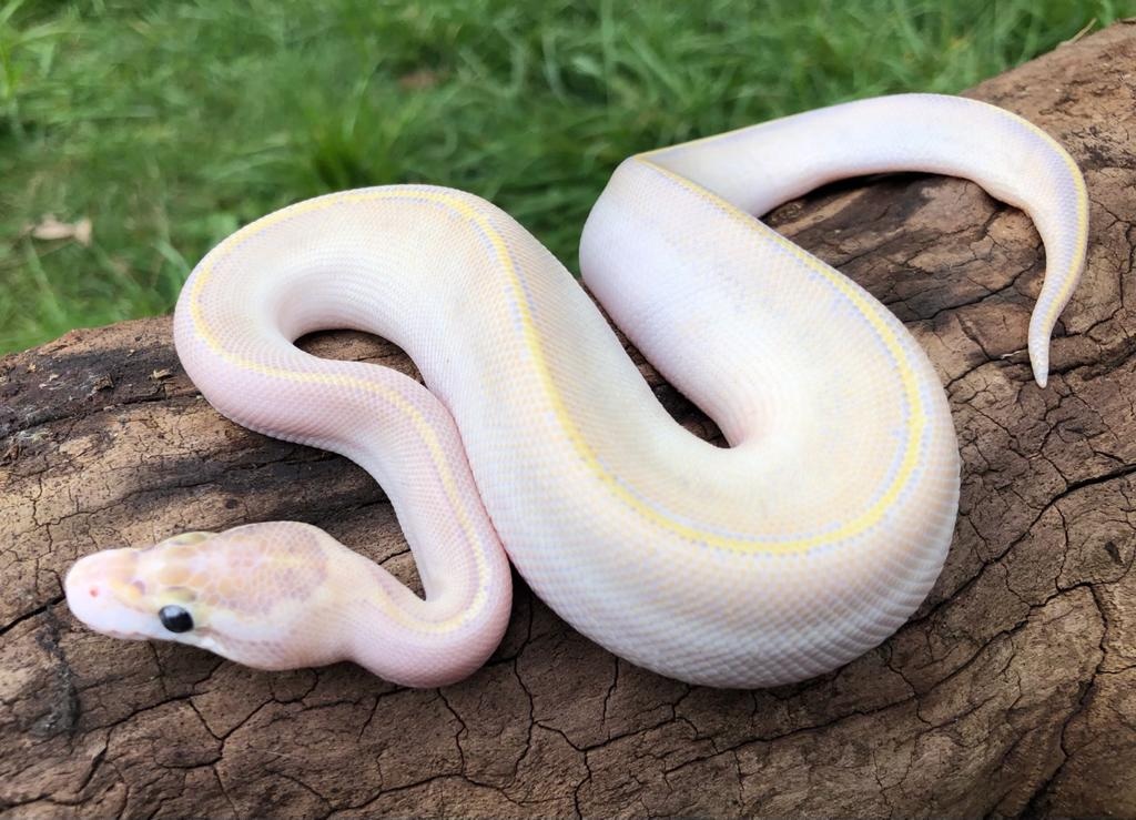 Ivory Ball Python by Brad's World Reptiles MorphMarket