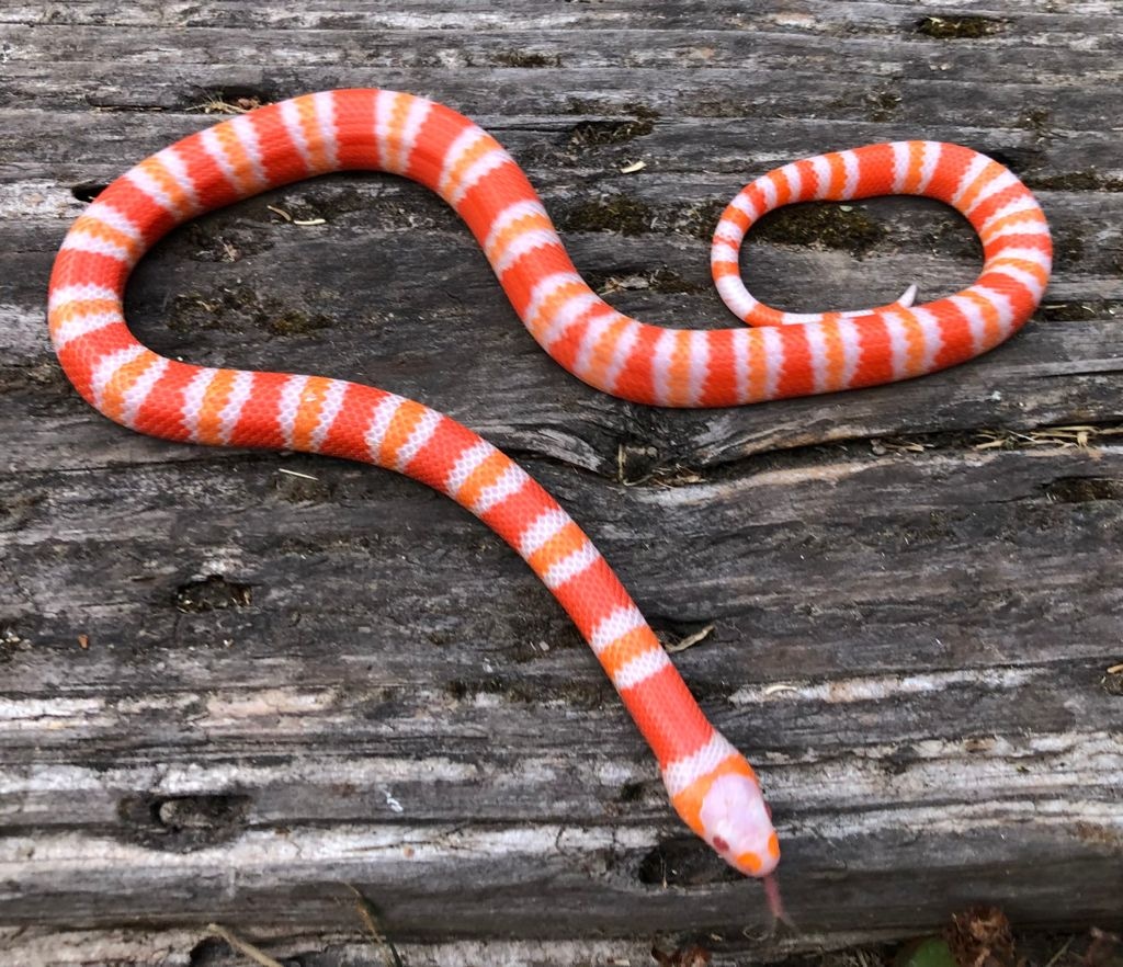 Albino Honduran Milk Snake by Brad's World Reptiles MorphMarket