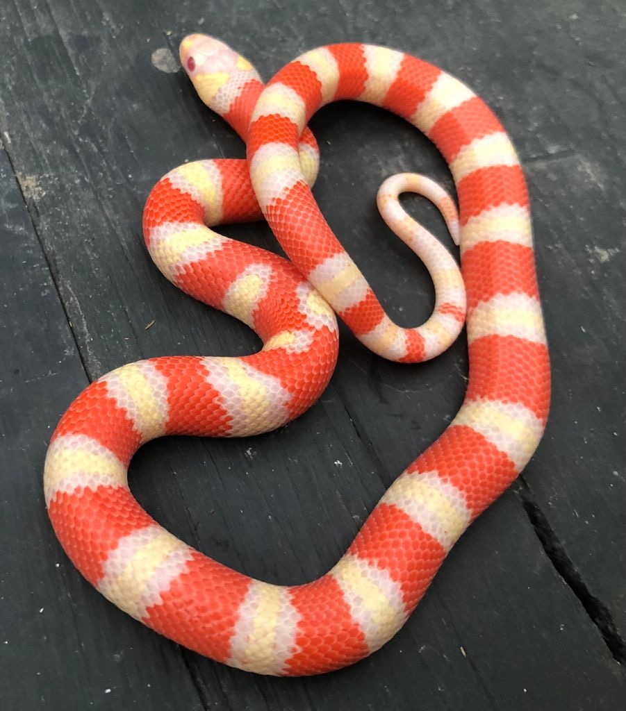Albino Honduran Milk Snake by Brad's World Reptiles - MorphMarket
