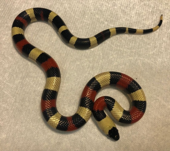 Pueblan Milk Snake by Brad's World Reptiles
