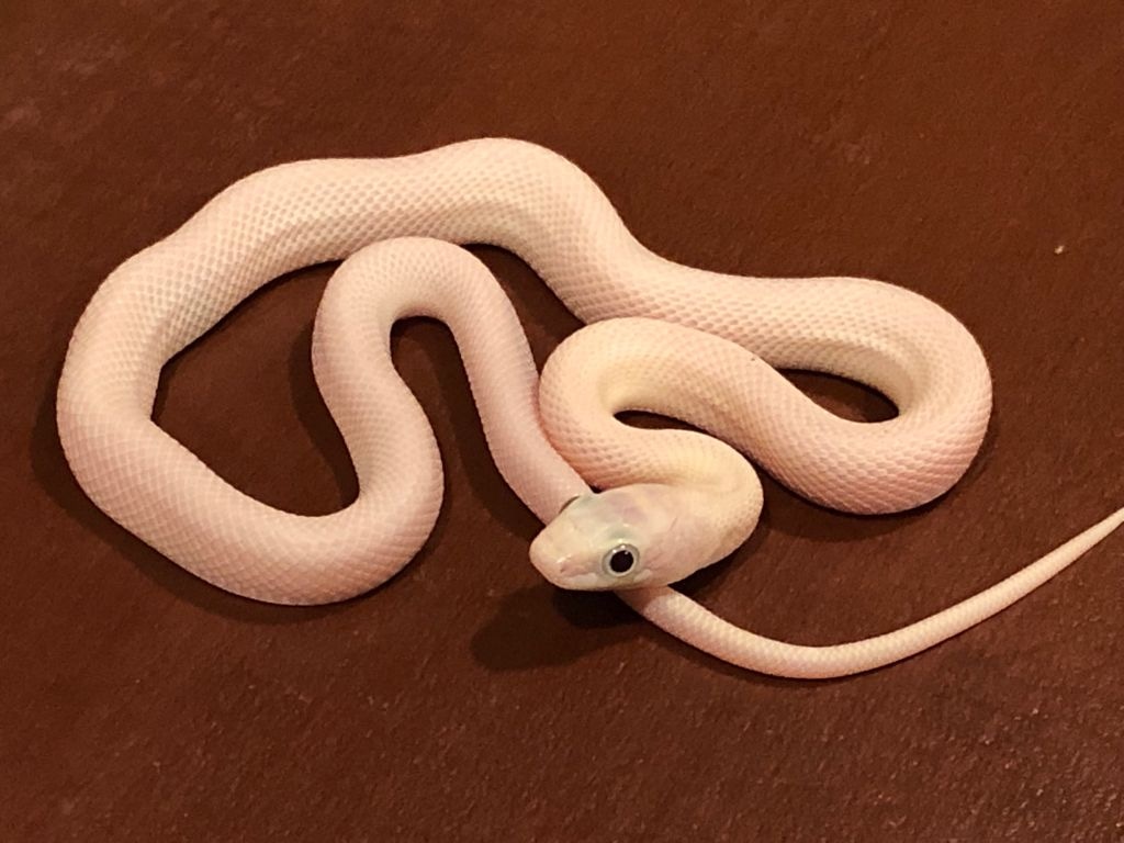 Leucistic Western Rat Snake by Brad's World Reptiles - MorphMarket