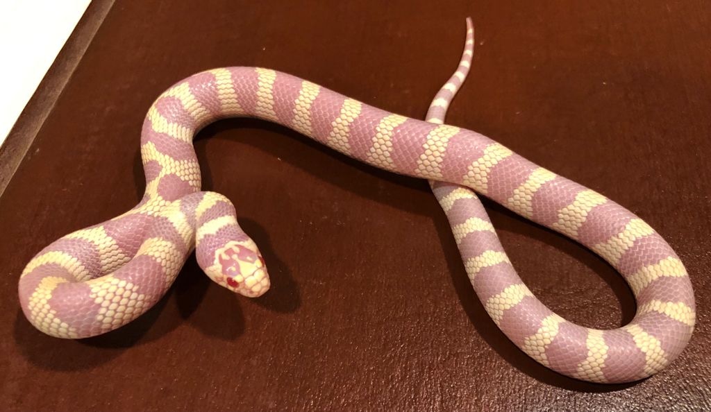 Albino Banded California Kingsnake by Brad's World Reptiles MorphMarket
