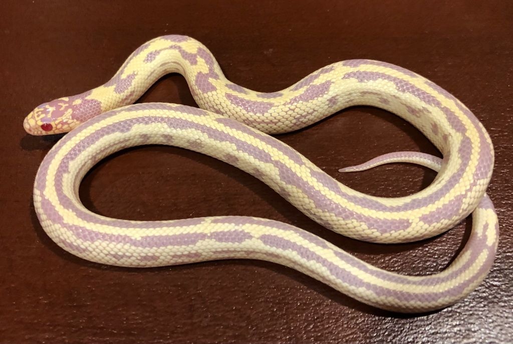 Albino California Kingsnake by Brad's World Reptiles MorphMarket