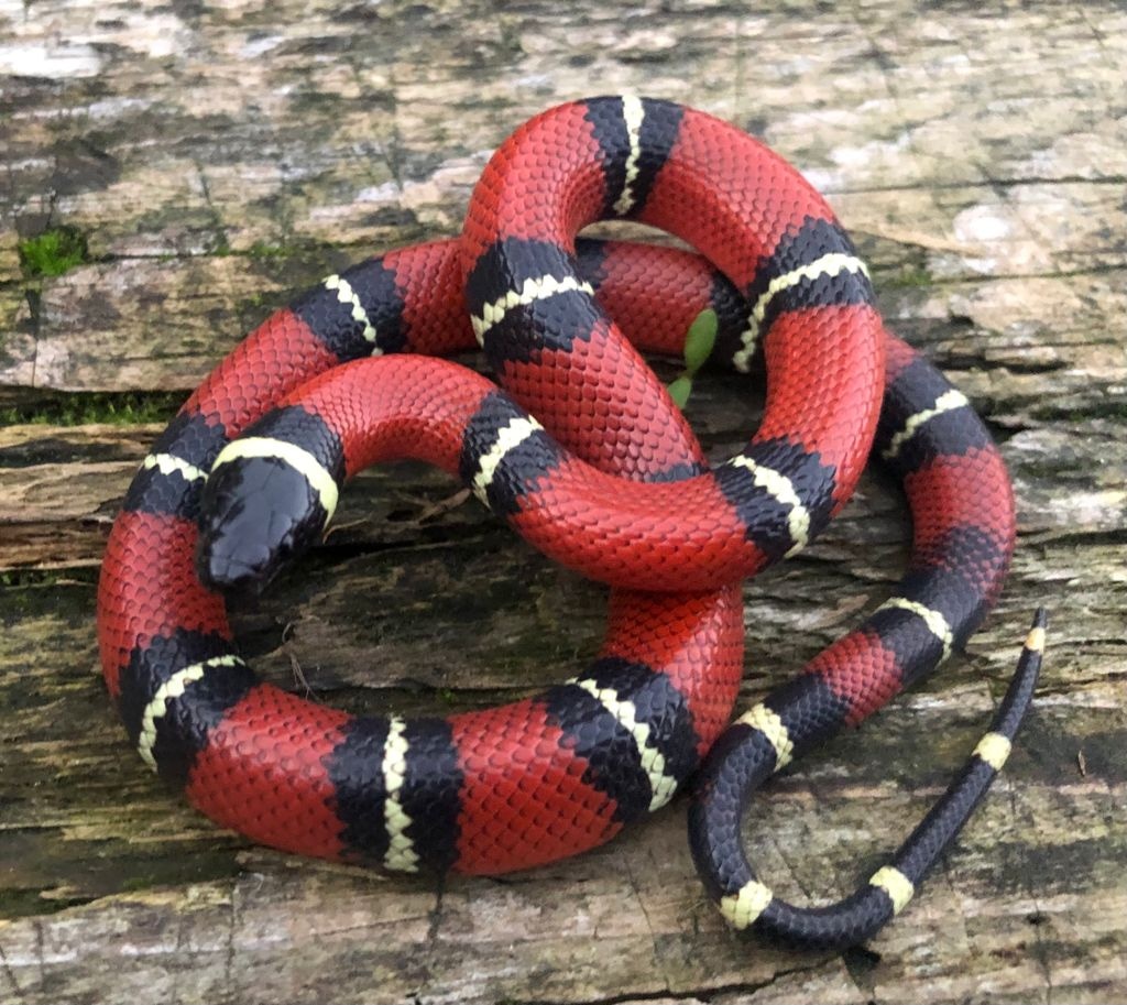 Normal (Het For Spotted) Milk Snake Nelson's Milk Snake by Brad's World