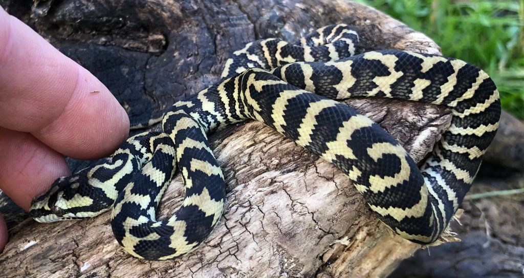Jungle Carpet Python by Brad's World Reptiles - MorphMarket