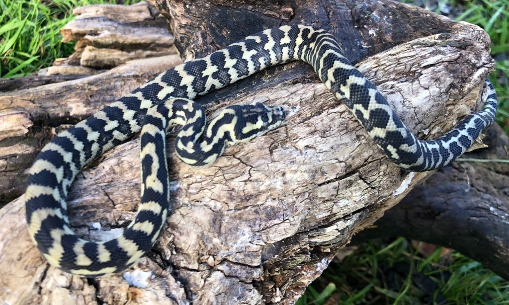 Jungle Carpet Python by Brad's World Reptiles MorphMarket
