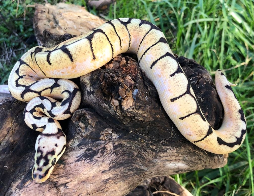 Bumble Bee Ball Python by Brad's World Reptiles - MorphMarket