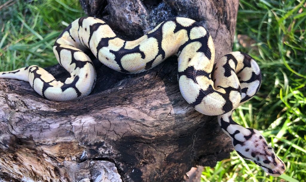 Bumble Bee Ball Python by Brad's World Reptiles - MorphMarket