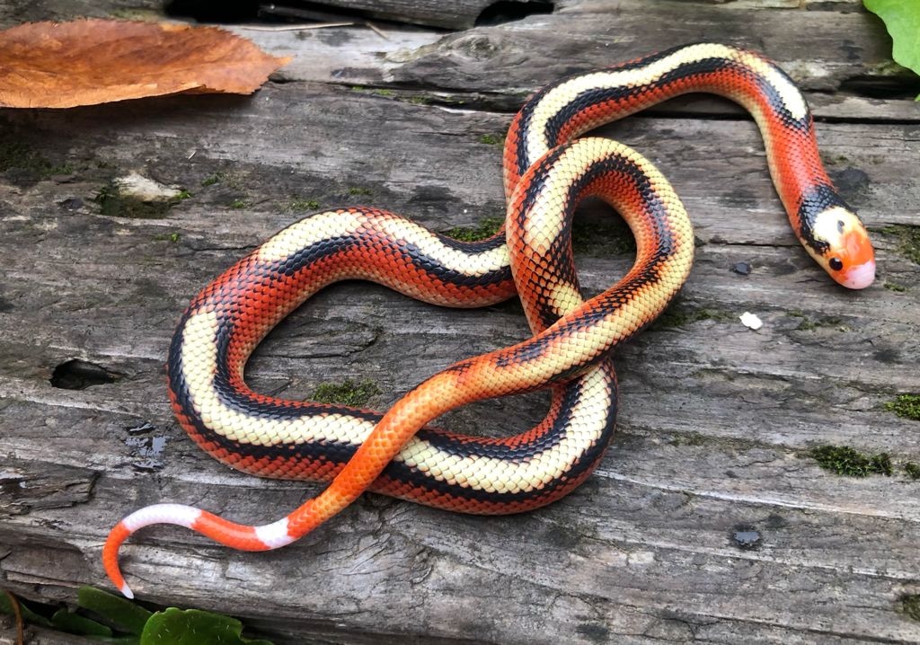 Spotted Nelson's Milk Snake by Brad's World Reptiles - MorphMarket