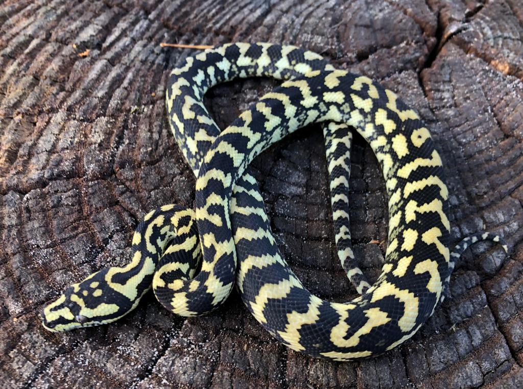 Jungle Carpet Python by Brad's World Reptiles MorphMarket