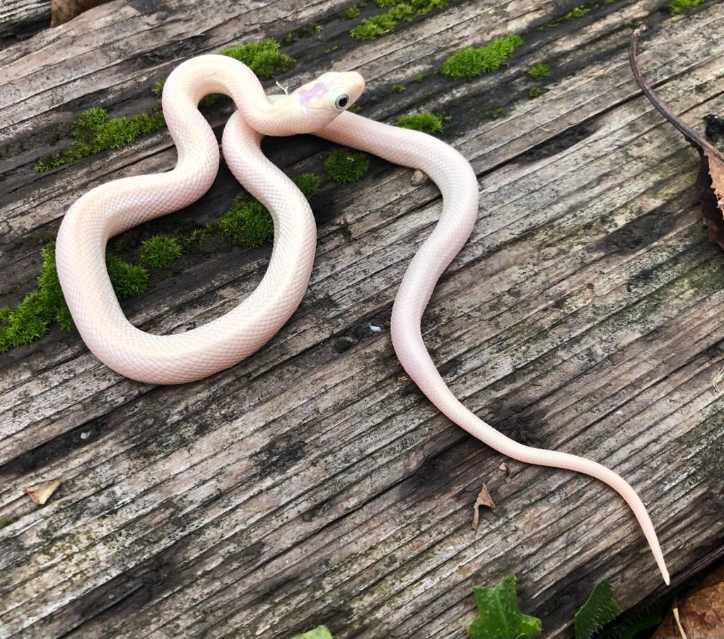 Leucistic Western Rat Snake by Brad's World Reptiles - MorphMarket