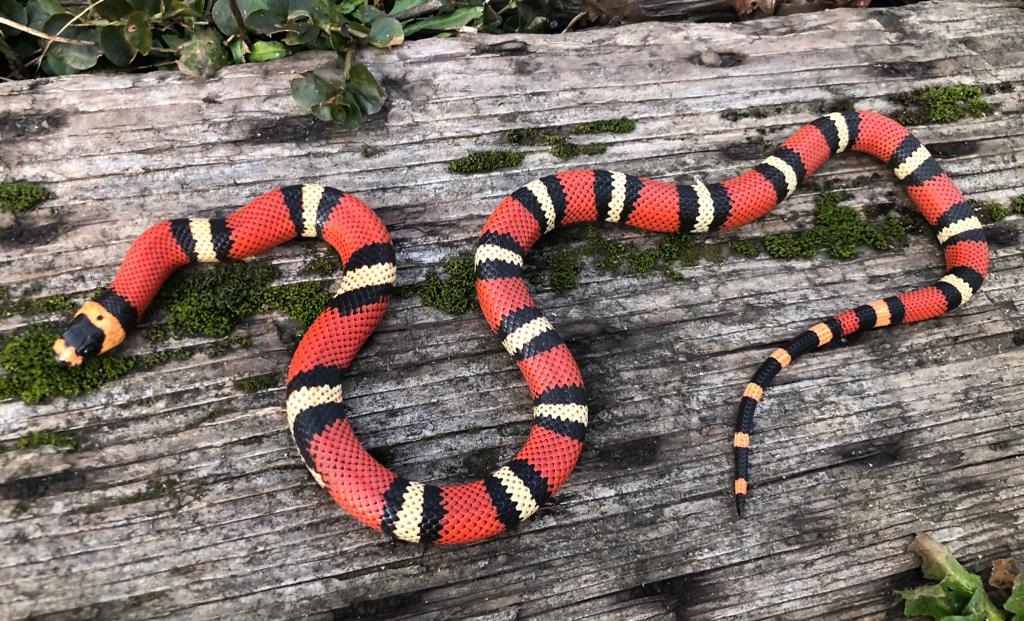 Tricolor Honduran Milk Snake by Brad's World Reptiles MorphMarket