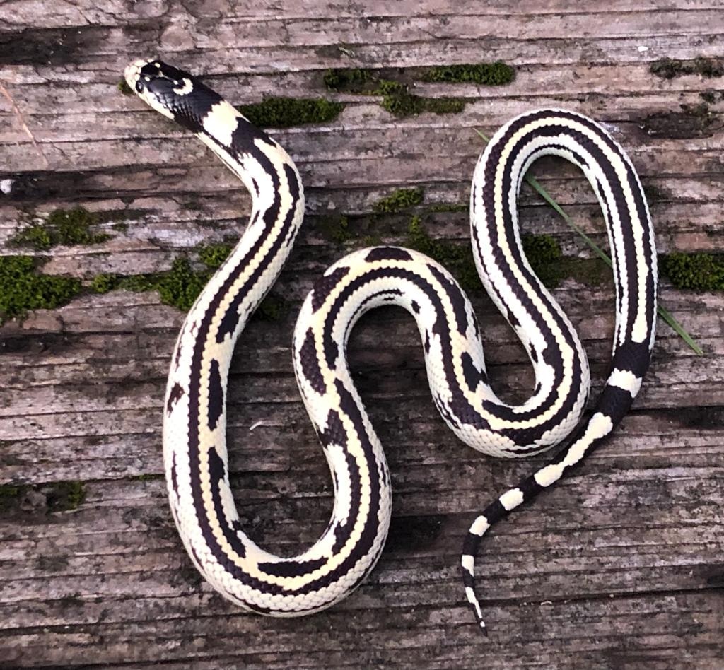 Aberrant California Kingsnake by Brad's World Reptiles MorphMarket