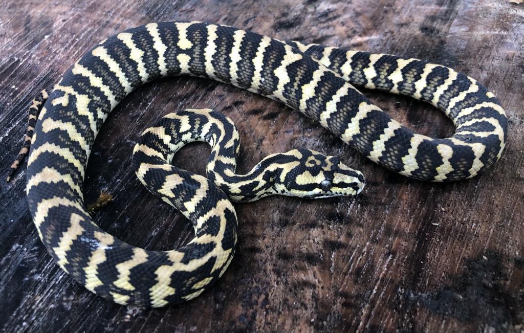 Jungle Carpet Python by Brad's World Reptiles - MorphMarket