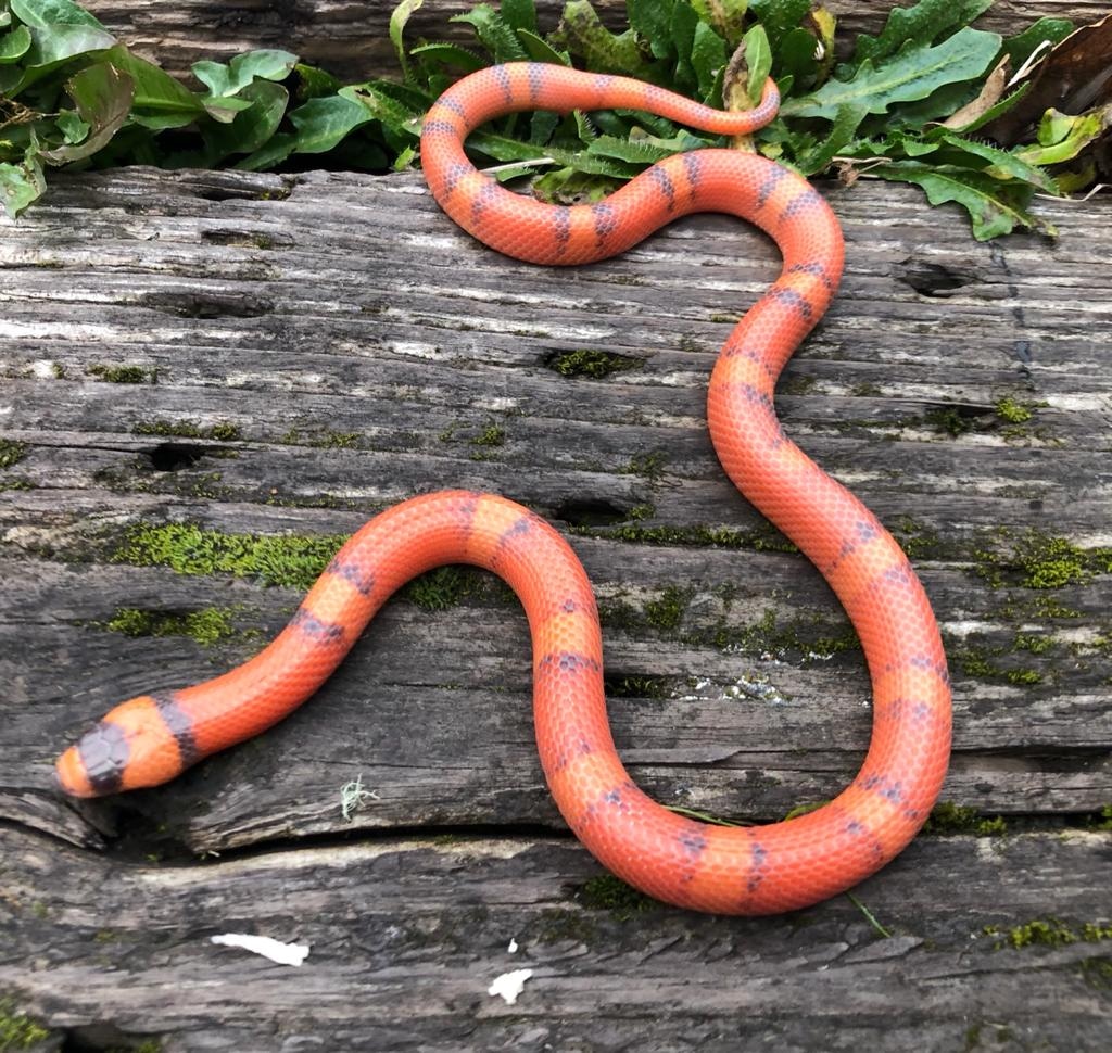 Hypo Tangerine Honduran Milk Snake by Brad's World Reptiles MorphMarket