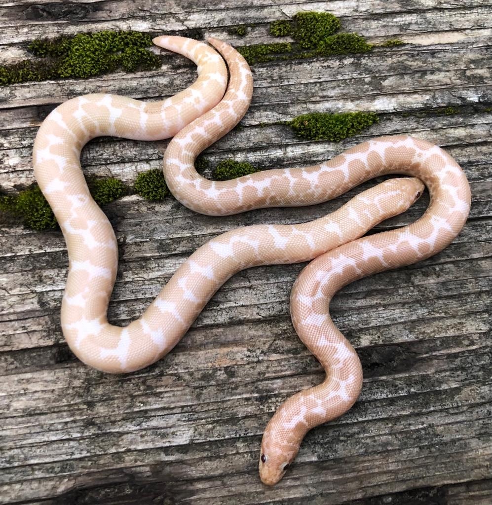 Unsex Snow Kenyan Sand Boa by Brad's World Reptiles MorphMarket