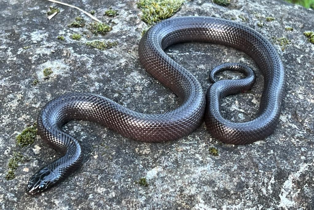 Mexican Black Kingsnake by Brad's World Reptiles - MorphMarket