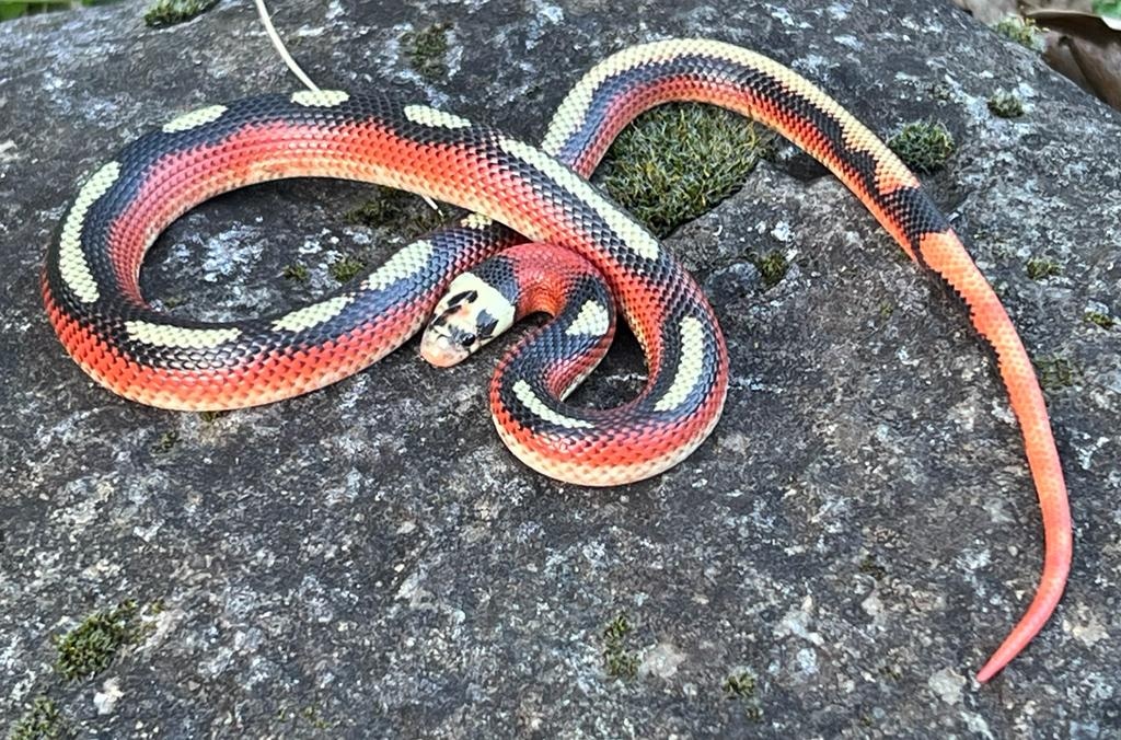 Spotted Nelson's Milk Snake by Brad's World Reptiles - MorphMarket