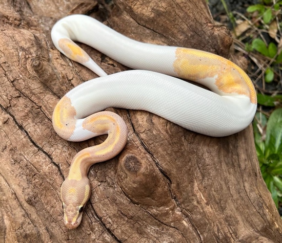Banana Piebald Ball Python by Brad's World Reptiles