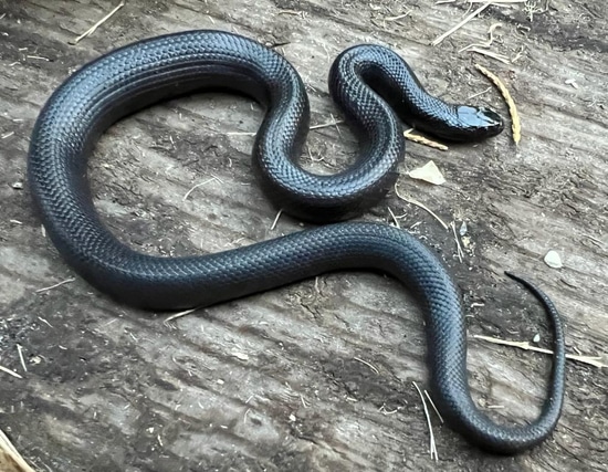 Mexican Black Kingsnake by Brad's World Reptiles