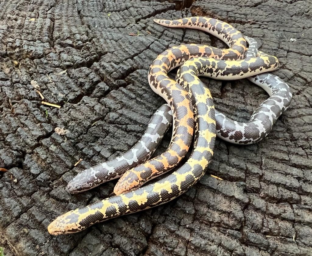 3 Kenyans Kenyan Sand Boa by Brad's World Reptiles MorphMarket US