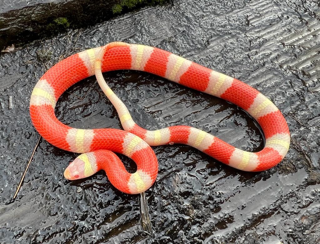 Albino Milksnake Nelson's Milk Snake by Brad's World Reptiles - MorphMarket