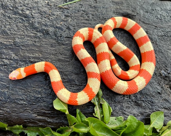 Albino Honduran Milk Snake by Brad's World Reptiles