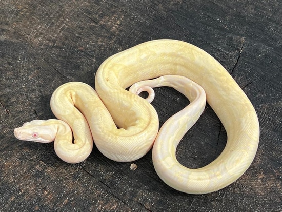 Snow Boa Constrictor by Brad's World Reptiles