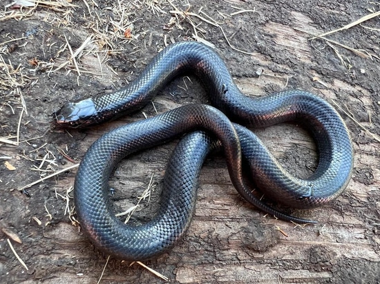 Mexican Black Kingsnake by Brad's World Reptiles